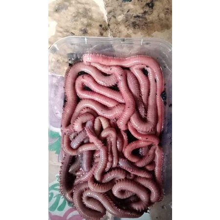 Cacing nipah grade A