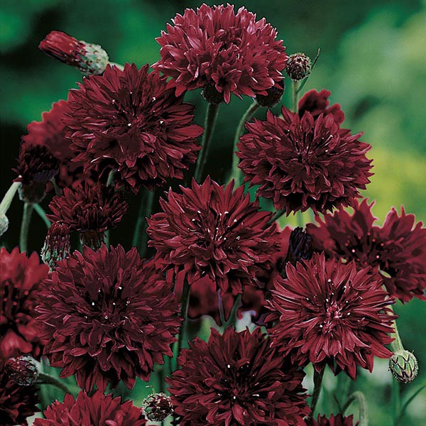 Benih Bibit Biji - Bunga Cornflower Black Ball Flower Seeds - IMPORT