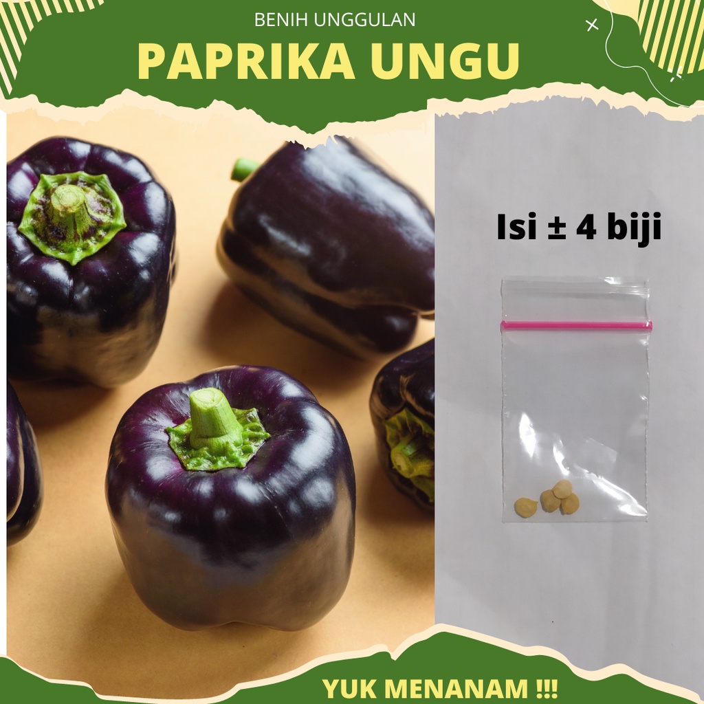 4 biji - Benih Paprika Ungu Hibrida PURPLE STAR F1 dari Known you seed