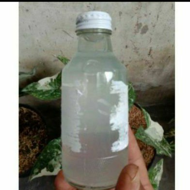 OBAT HORMON WARNA BUAT TANAMAN