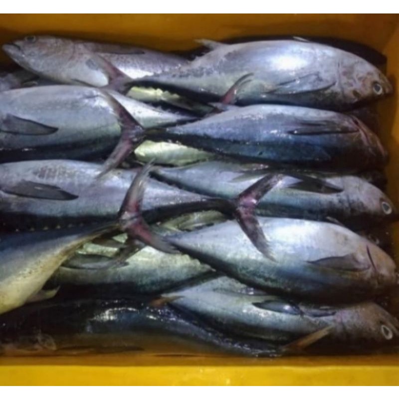 

ikan tongkol tuna 1,5kg/ ekor