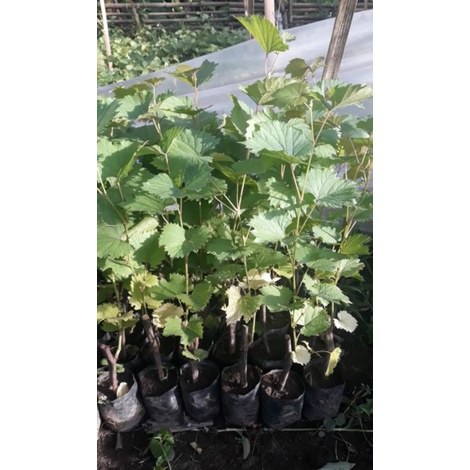 bibit anggur rootstok jenis red master( paket isi 4 pokok)