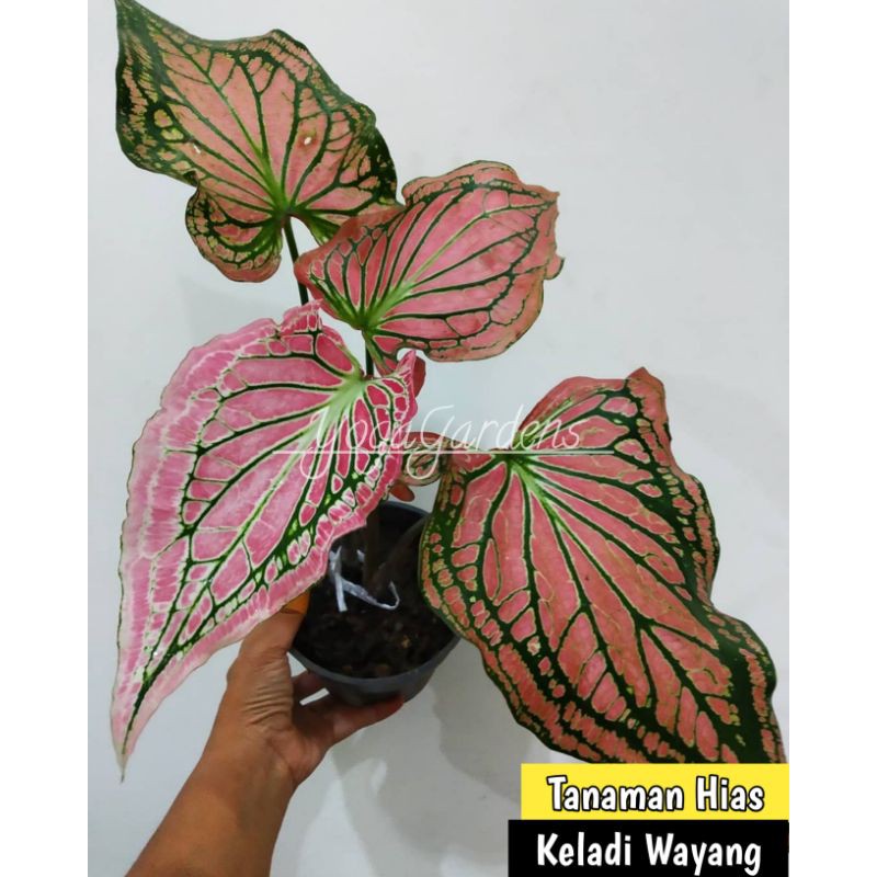 keladi wayang - Tanaman Hias Keladi Wayang