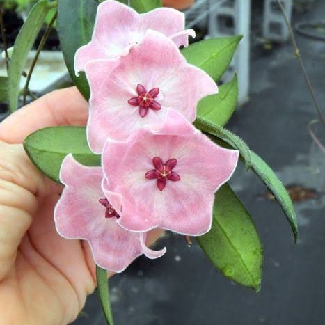 Hoya Patella sp Papua rawatan bunga pink