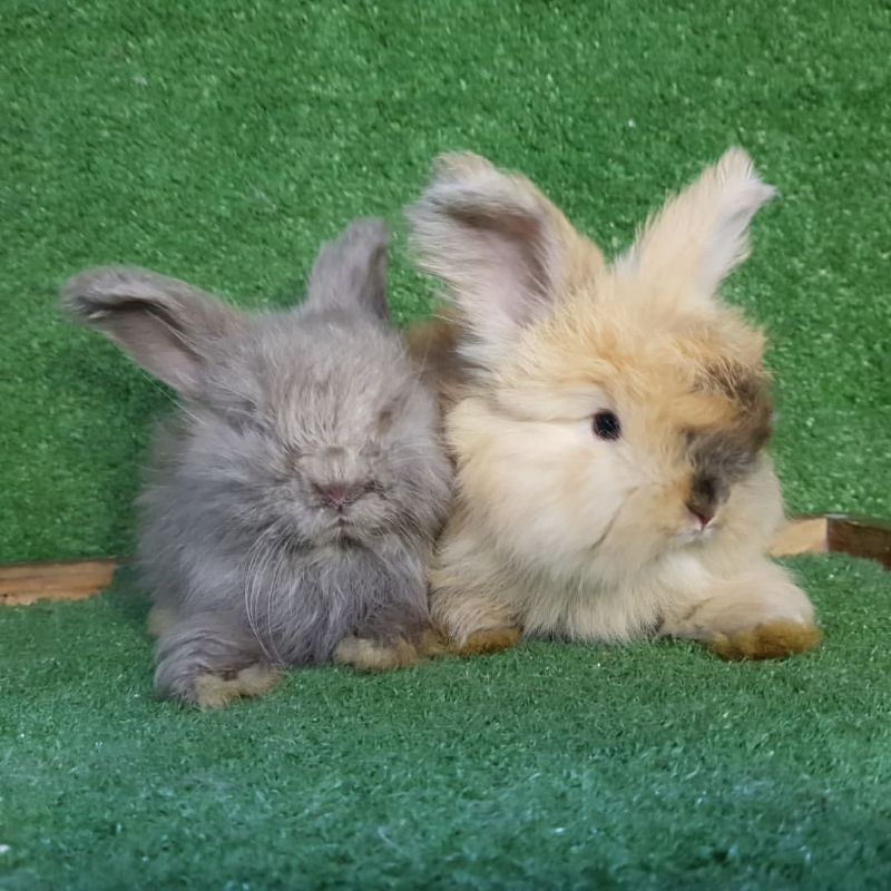 anakan kelinci english anggora ras asli sepasang 2 ekor khusus gojek dan grab