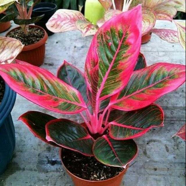 Aglonema Lipstik Khanza