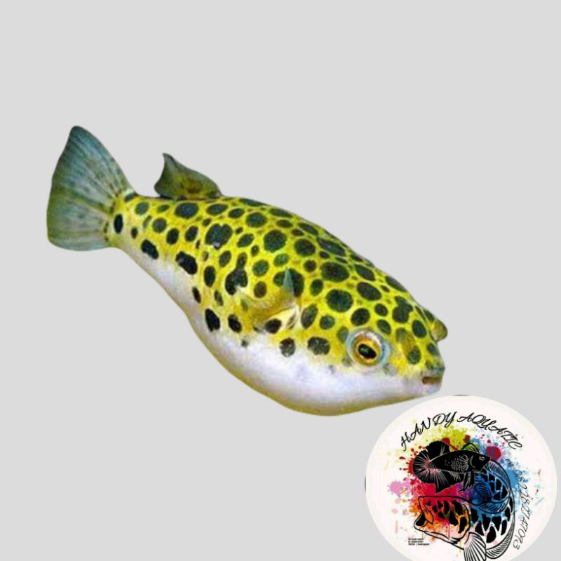 Ikan Hias Buntal Hijau Green Spotted Aquarium Aquascape Air Tawar