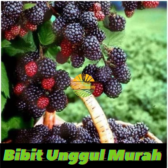 Asli! Bibit murbay manis Terlaris