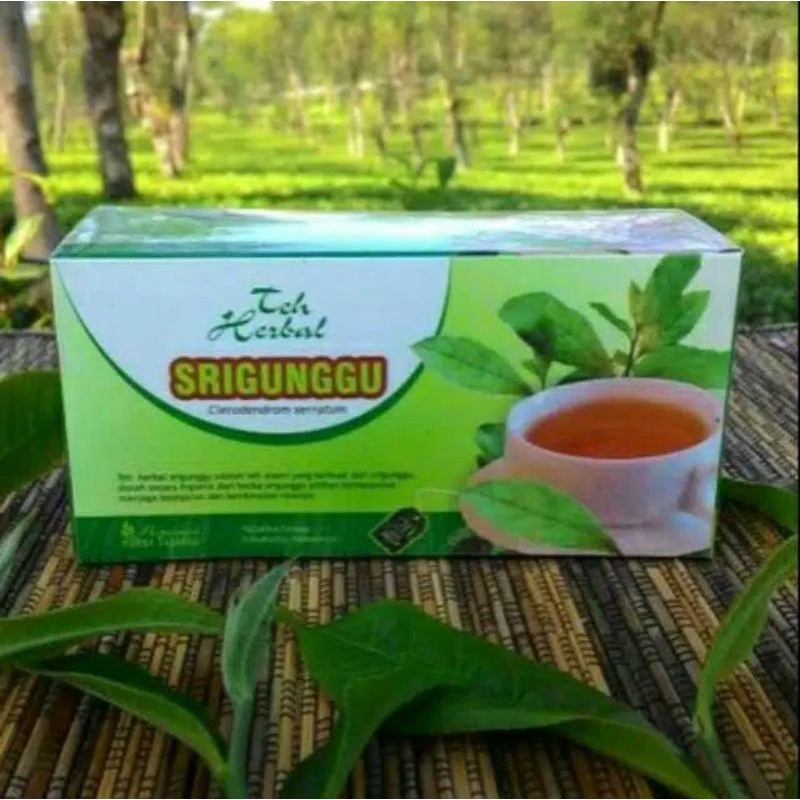 

Herbal alami mengobati batuk berdahak asma obat gurah obat sesak napas dengan teh srigunggu