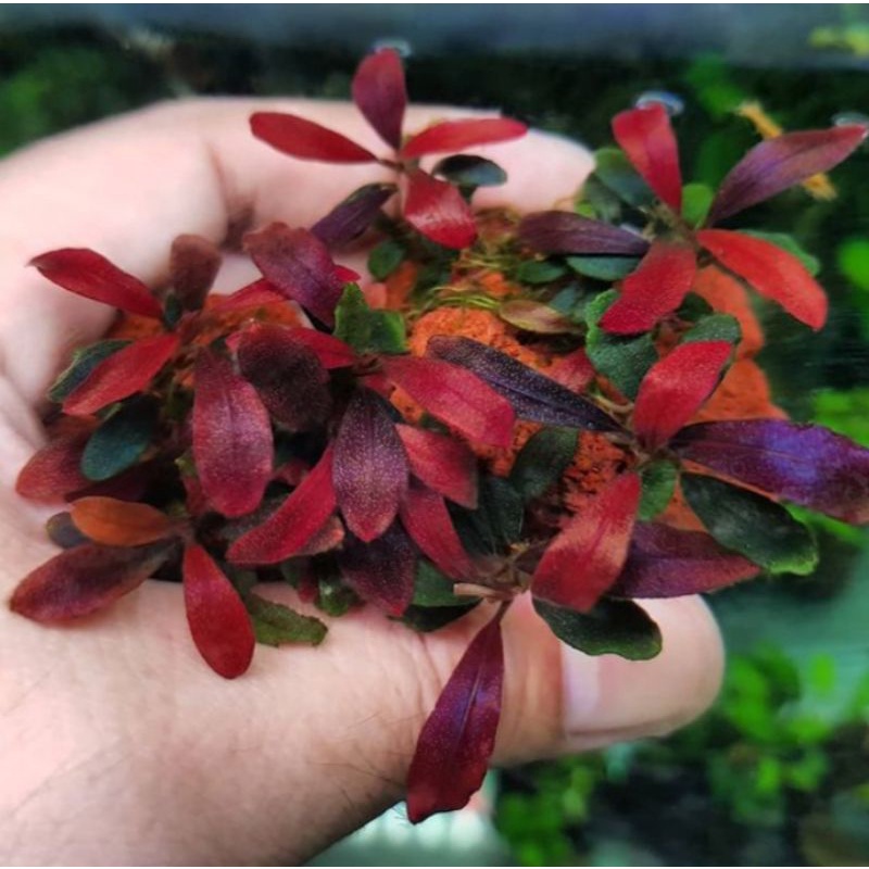 10 pcs bucephalandra_brownie ghost 2011_2012 original produk