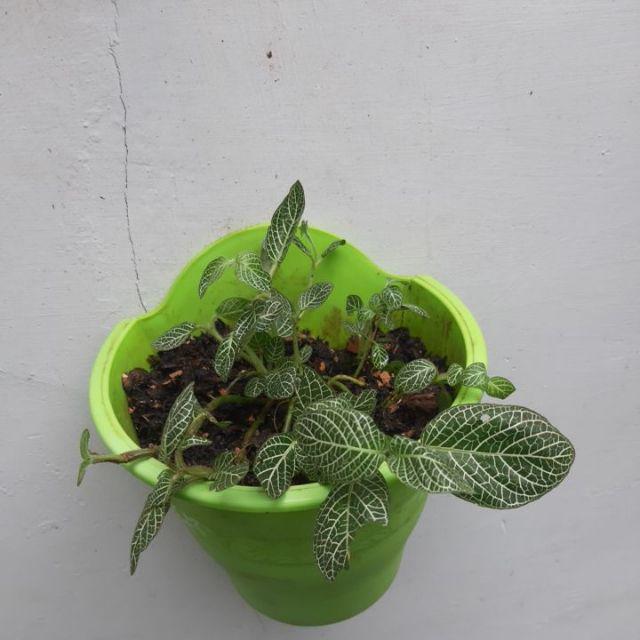 Bibit Tanaman Episcia Mutiara -epicia Mutiara - Tanaman Hias Bunga Fittonia Albivenis Green.