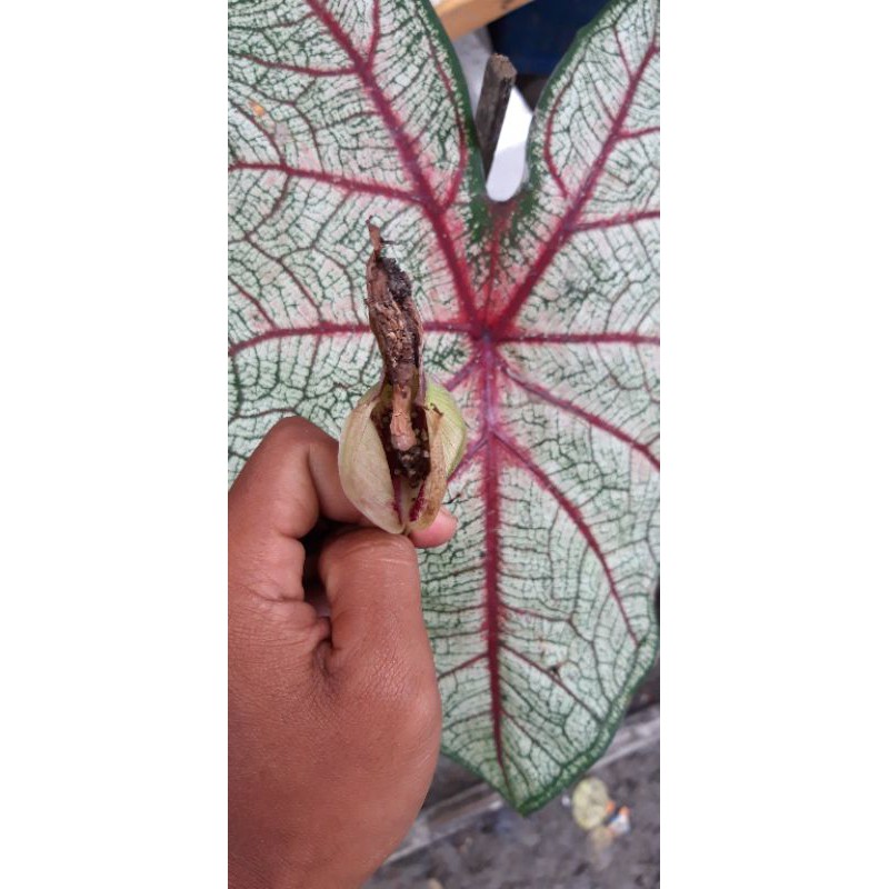 Keladi  Hias Red Bone