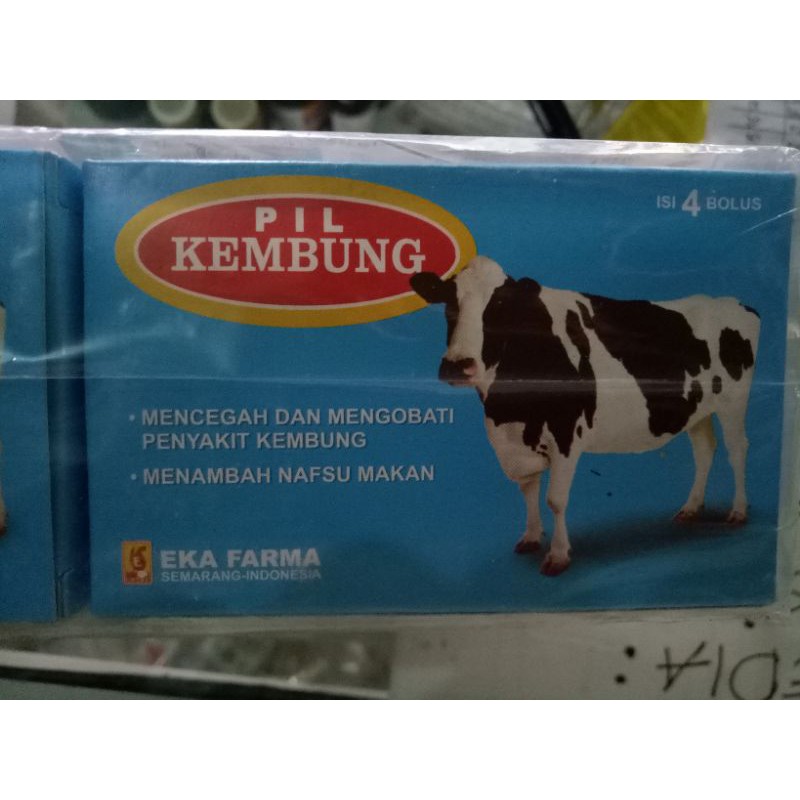 obat kembung sapi / obat sapi / mengobati dapi kembung