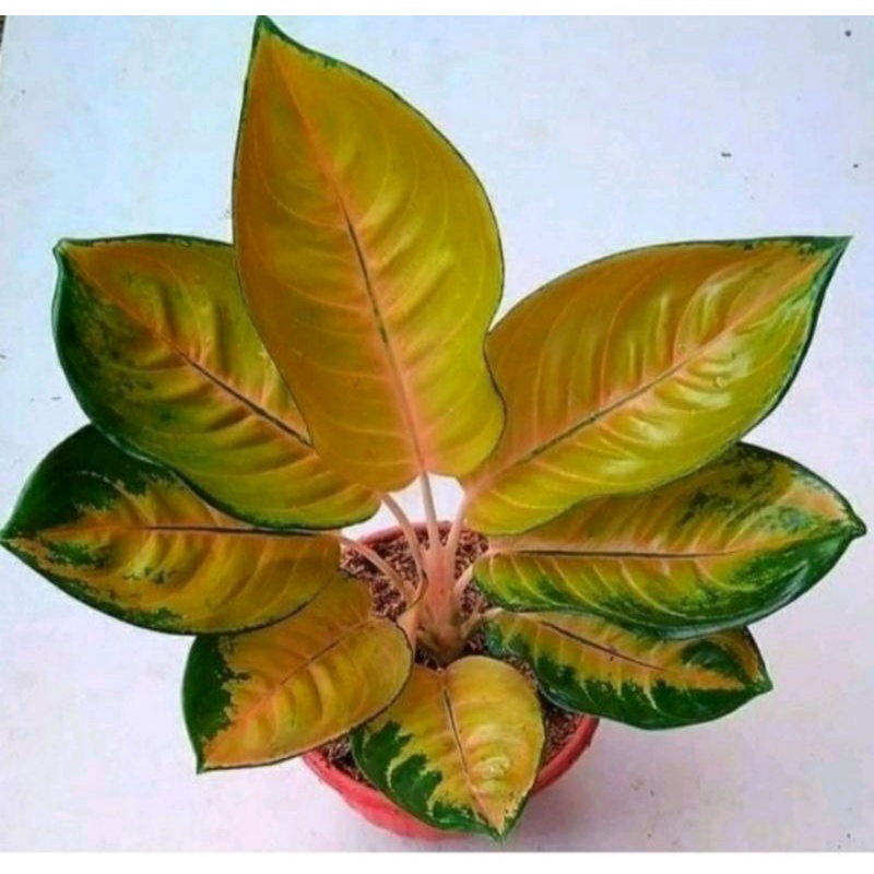Anakan Aglonema sultan brunei