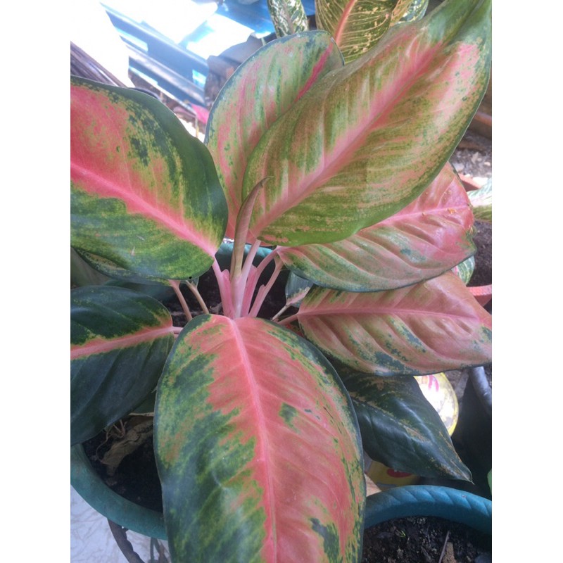 

Bunga Hidup - Tanaman Hias - Pink Corak Hijau