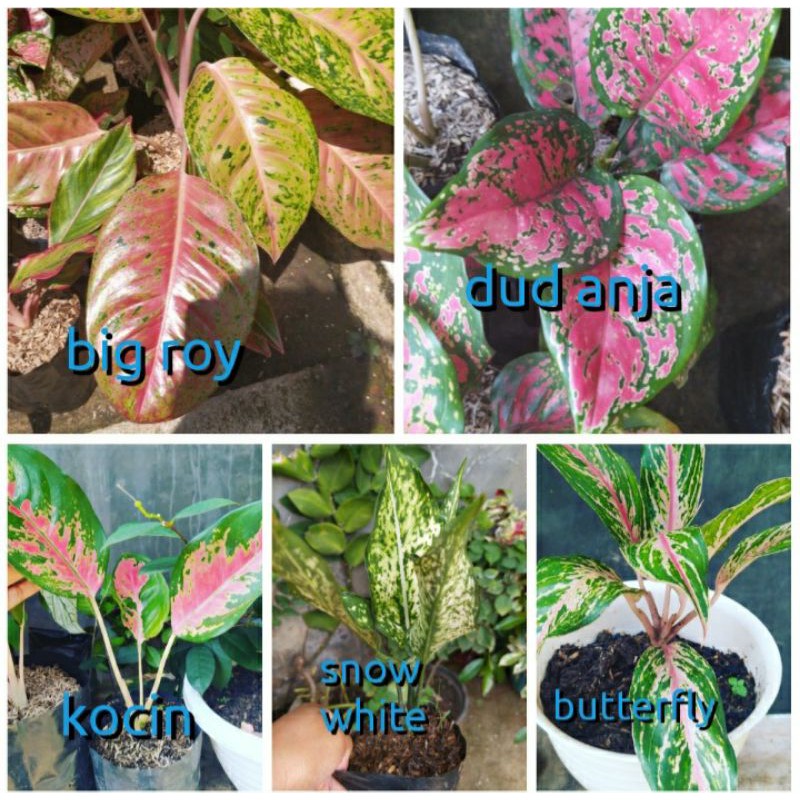 aglonema kocin / big roy / butterfly/ snow white