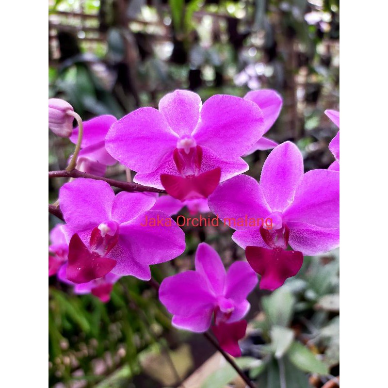 Phal Doritis lidah merah