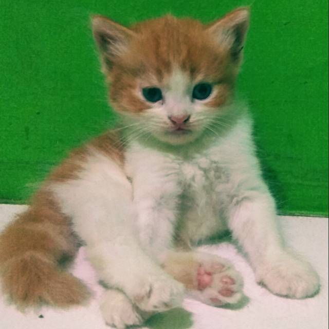 Anakan kucing persia fleatnose long hair