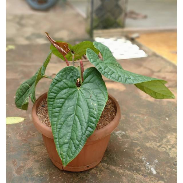 Anturium Sirih