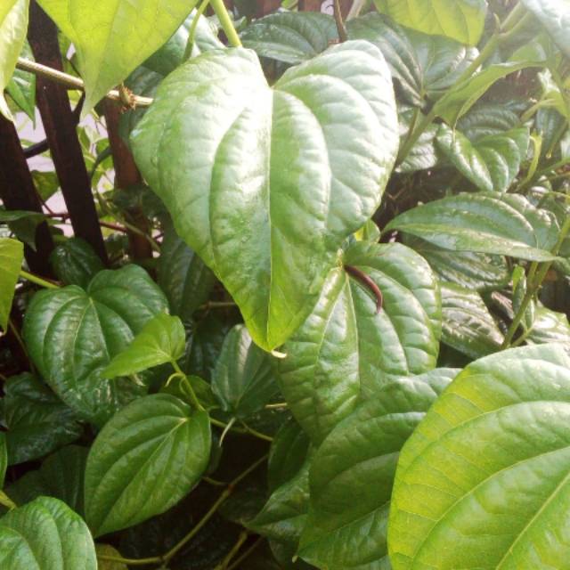 

DAUN SIRIH