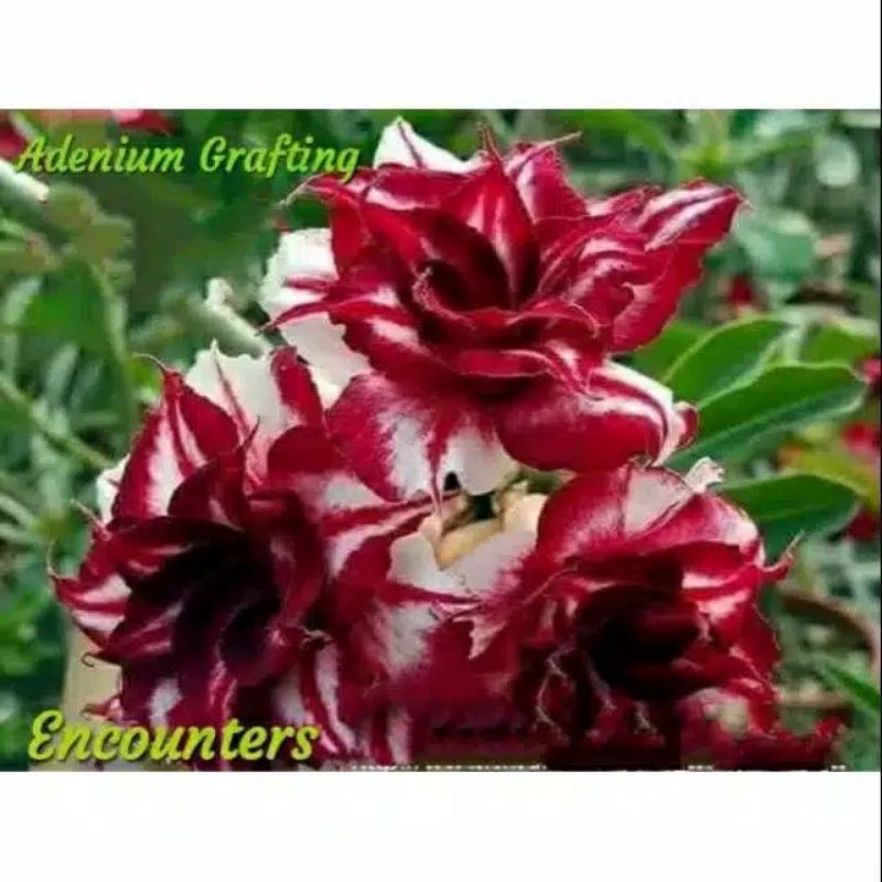Bibit Bunga Adenium Kamboja Jepang Encounters-adenium bunga tumpuk-obesum-kamboja jepang-kemboja-bib