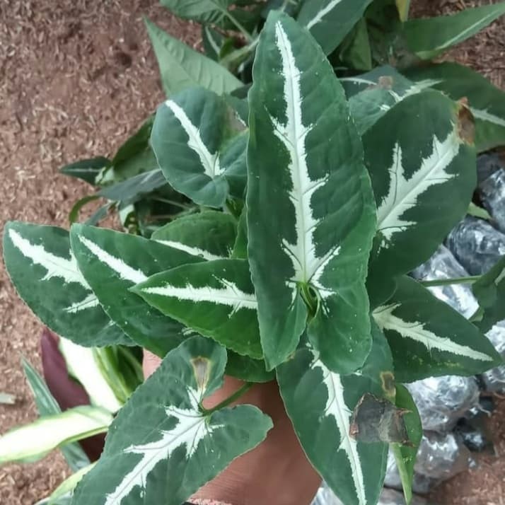 tanaman hias keladi tikus / tanaman hias keladi wedlandi / Keladi Tikus