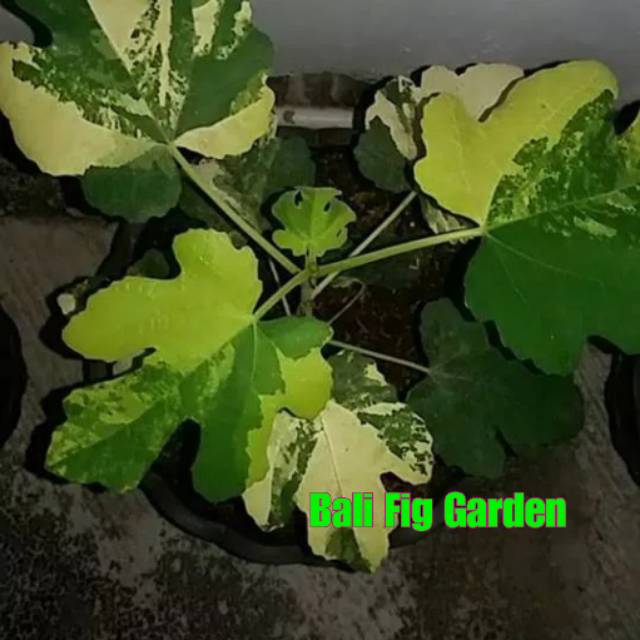 Bibit Pohon Tin Fig Jolly Tiger Varigata JTV Siap Tanam