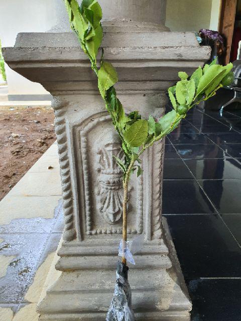 Bibit Jeruk Lemon California Berbunga