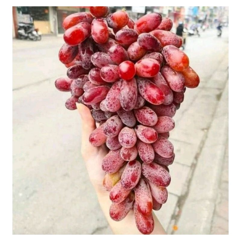 

Anggur long Crimson Seedlees Fresh Premium 0.5kg