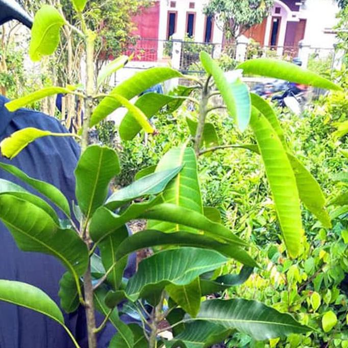 i4r Bibit pohon mangga harum manis tinggi 1,5 meter t4b