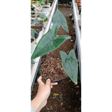 Alokasia zebrina ori