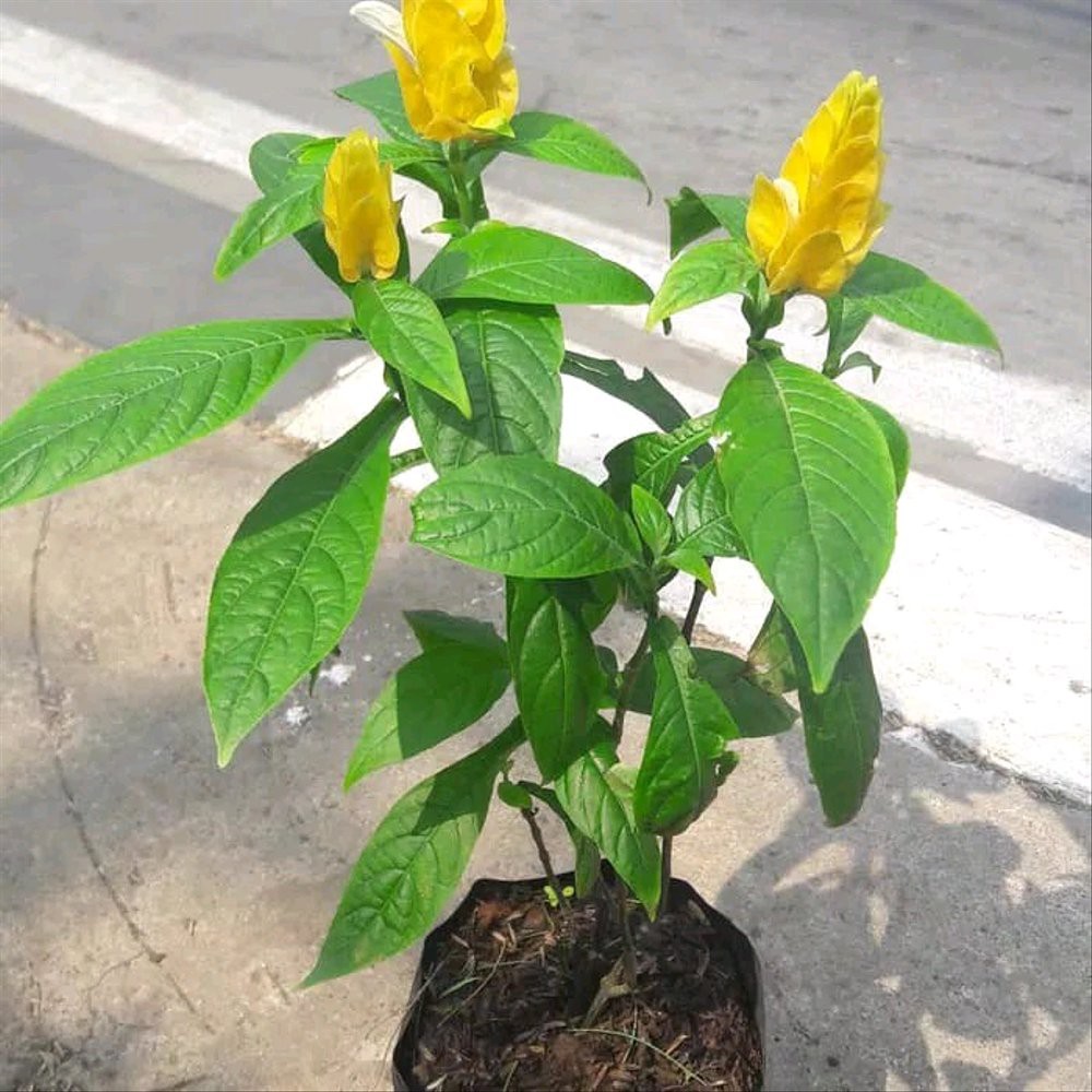 Tanaman Bunga Lilin (Lollipop Plant)