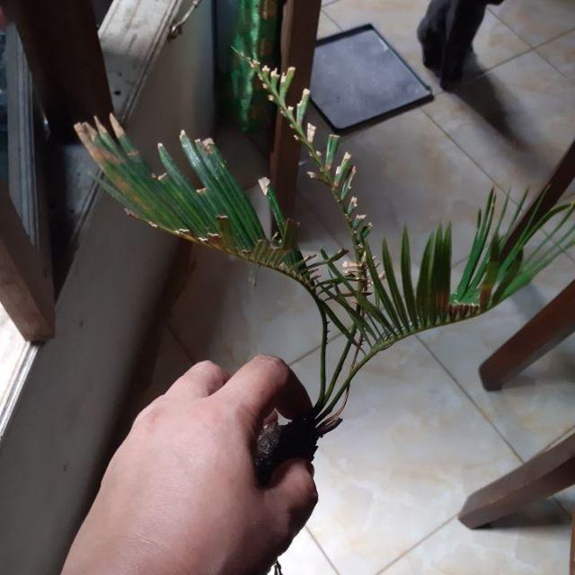 Tanaman Hias Palem Sikas-bibit Tanaman Sikas