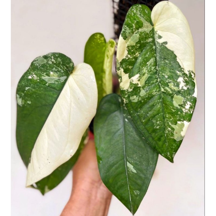 Tanaman Hias Syngonium Chiapense Variegata / Tanaman Hias Singonium Chiapense Variegata /Tanaman hia