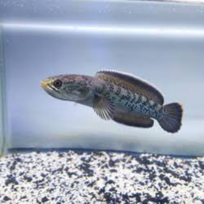 WARTI BLACK GALAXY X ARUNACHAL 10CM