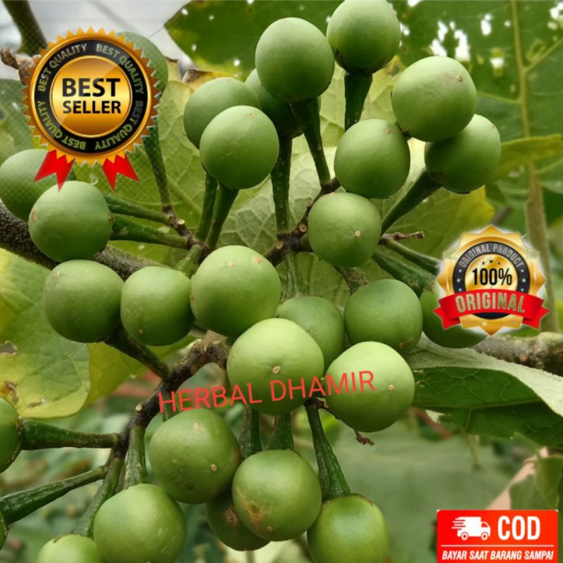 

HEMAT! Buah Tekokak Segar 500 gram