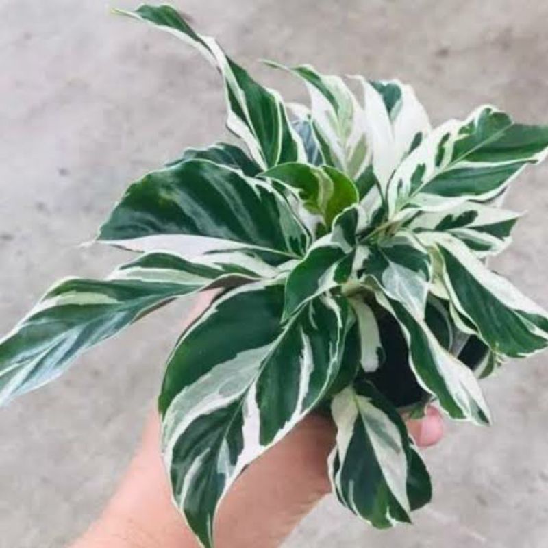 calathea white fusion rimbun murah