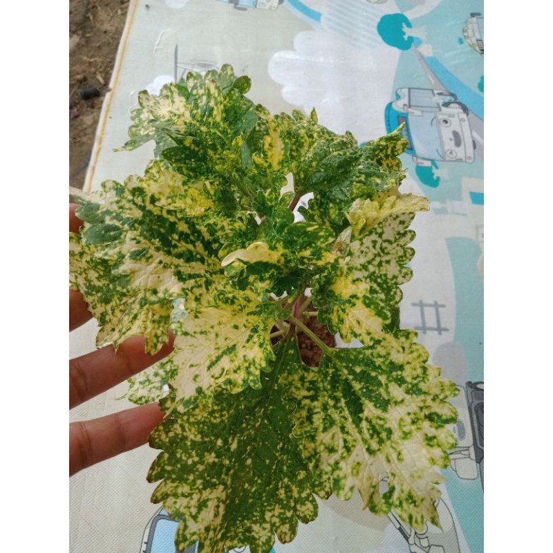 Miana_premium/iler/coleus/jawerkotok