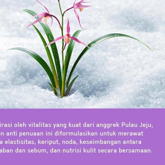 ♪ Innisfree Orchid Special Kit [Trial Kit 4 Items] ♗