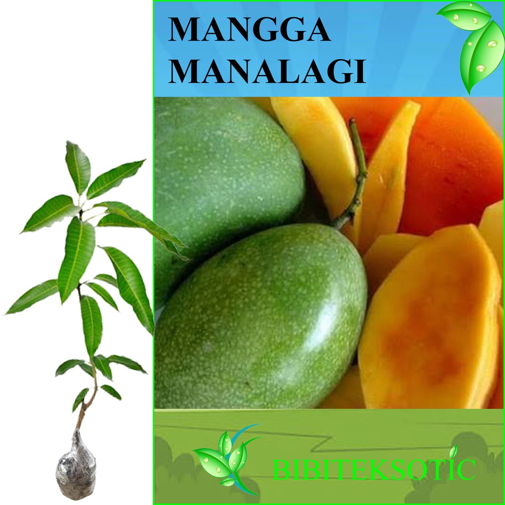 Tanaman Mangga Manalagi Tinggi 40 60 Cm Shopee Indonesia