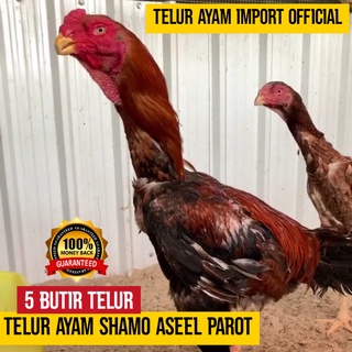 Ayam Pilipin Asli Harga Terbaik Oktober 2021 Shopee Indonesia