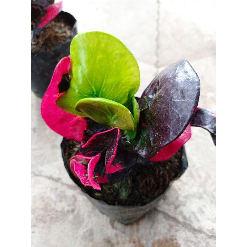 tanaman hias bunga puring apel KLX