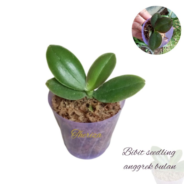 seedling anggrek bulan