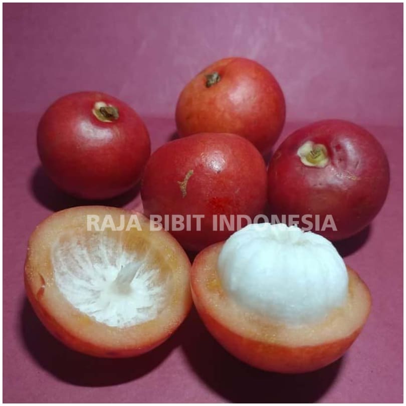 Bibit Tanaman Buah Manggis Merah (Mundar)