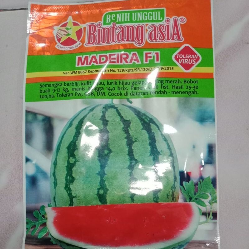 benih semongko bintang asia