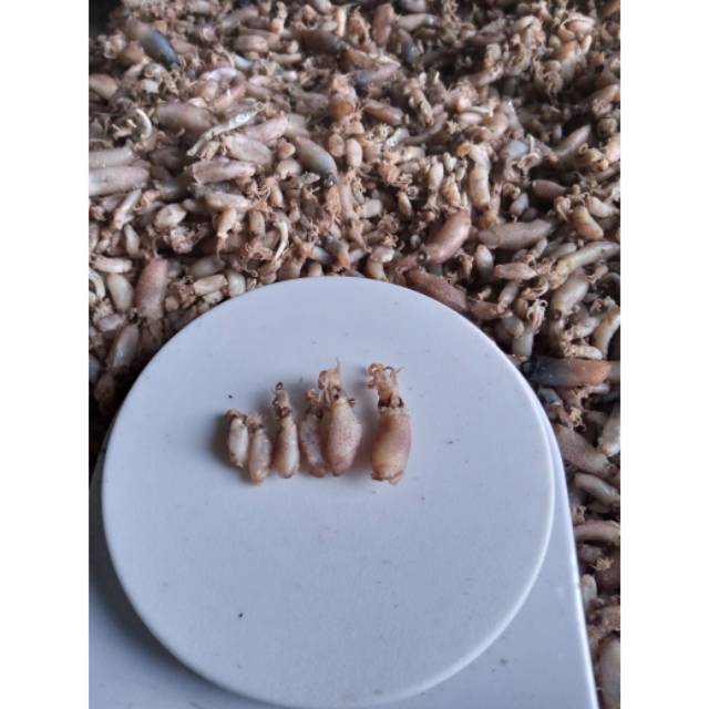 

#PROMO# BABY CUMI (1-2 CM) 1 KG