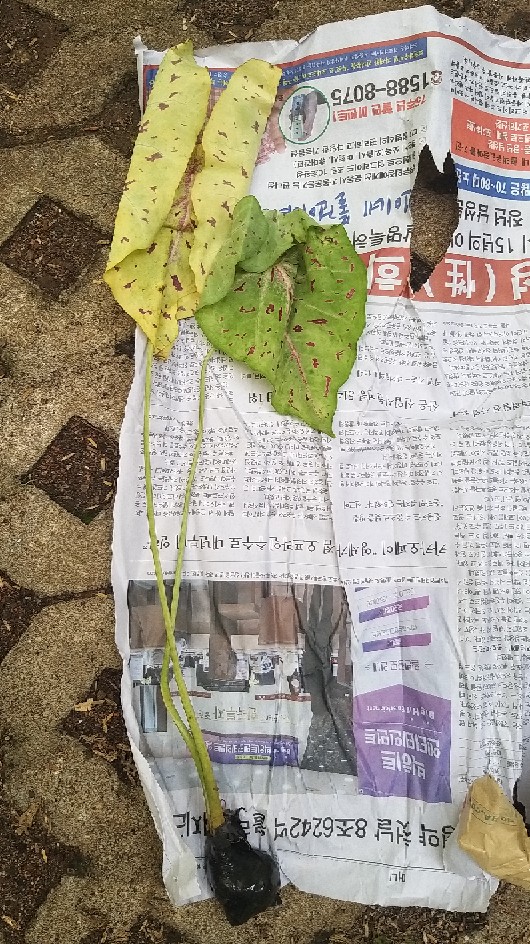 Tanaman Hias Caladium Bercak Merah Keladi Bercak Darah Garis Putih