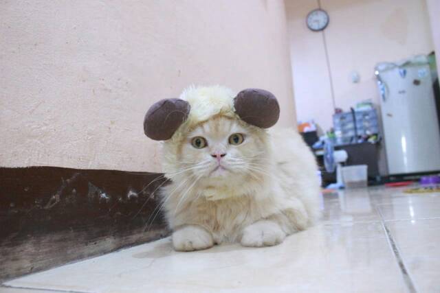 Wig kambing / topi kambing lucu / aksesoris kambing lucu untuk kucing dan anjing