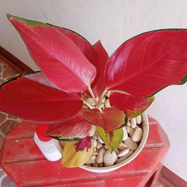 Tanaman hias pohon Aglonema suksom jaipong dewasa-bunga Aglonema suksom jaipong