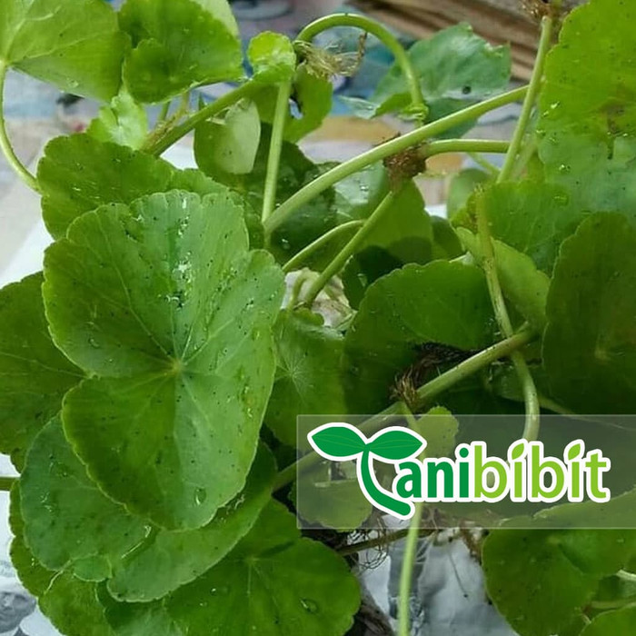 

Daun ANTANAN Segar 500 gram - Daun Antanan Segar